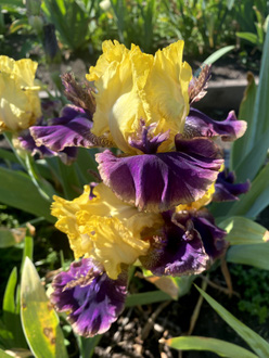 Ирис «Рокет Ренди (Rocket Randy)»